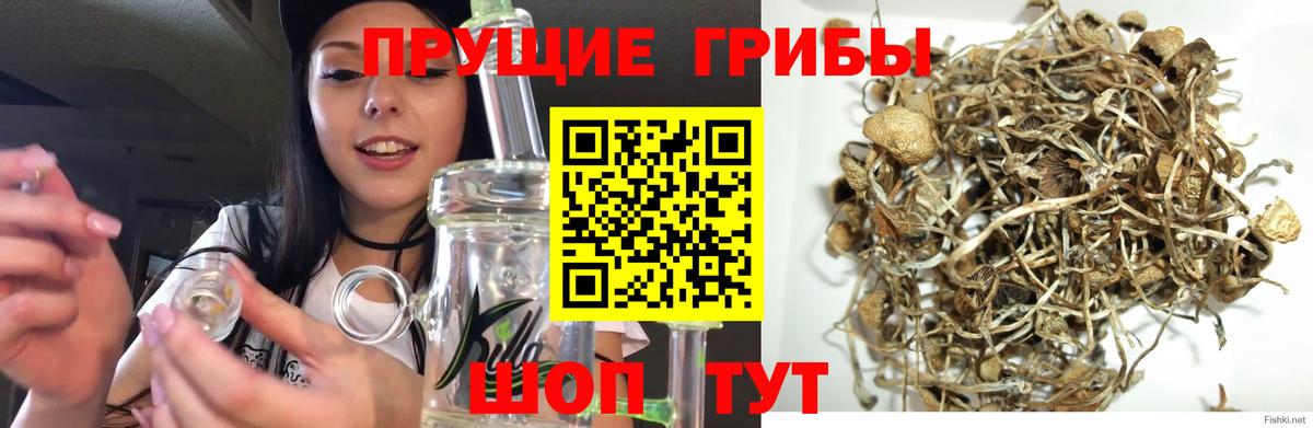 Видное  Галлюциногенные грибы прущие грибы  Галлюциногенные грибы Psilocybe  Вход с VPN 